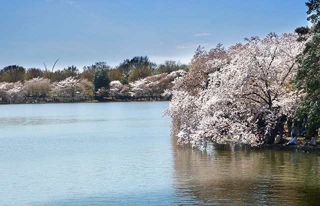 cherry blossoms.jpg