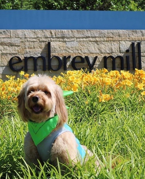 Merit the dog at Embrey Mill